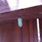 Monarch Cocoon