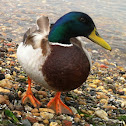 Mallard