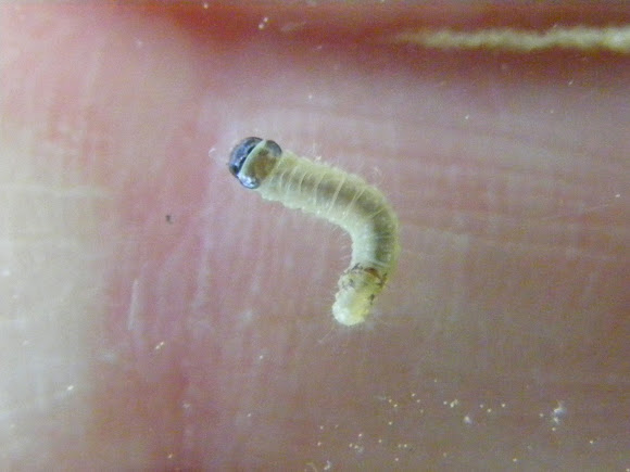 Spotting Image 1