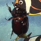 Rhinoceros beetle