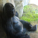 Western Lowland Gorilla