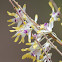 Tea Tree Orchid