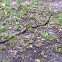 Rat Snake