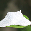 Moth