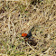 Ladybird spider
