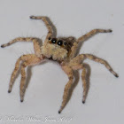 Jumping Spider