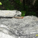Five-Lined Skink