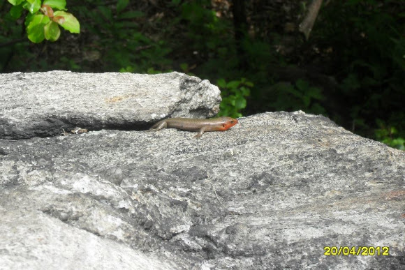 Spotting Image 1