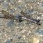 Violet Dancer damselflies (mating pairs, in tandem)