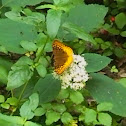 Great Spangled Fritillary