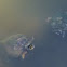 Turtles