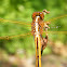 Yellow-sided Skimmer?