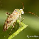 Broken-back Bug