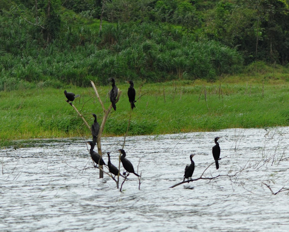 Spotting Image 1