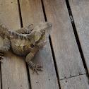 Australian Water Dragon