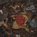 Pequeños invertebrados