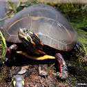 Eastern Painted Turtle