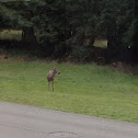 Deer