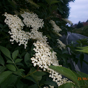 European Black Elderberry