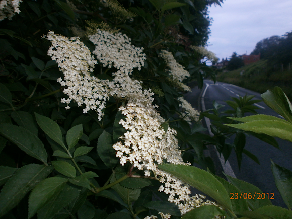 Spotting Image 1