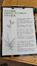Findings On Bamboo Exhibit 