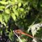 Autumn Meadowhawk