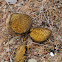 Pisolithus tinctorius, Seta de los tintoreros