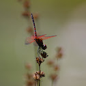 Skimmer Dragonflies