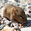 Marsh Rice Rat (juvenile)