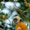  Silvered leaf monkey