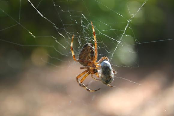 Spotting Image 1