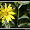 Mule's Ear