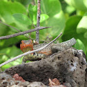 Lava Lizard