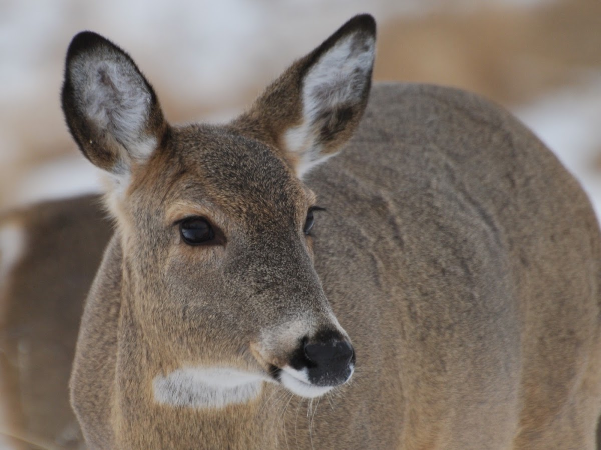 White-tailed Deer