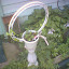 English Ivy