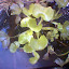 Water Hyacinth