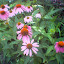 Coneflower
