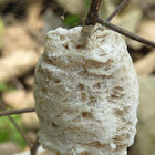 Praying Mantis ootheca
