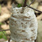 Praying Mantis ootheca