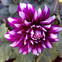 Purple Dahlia