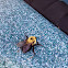 Bumble Bee