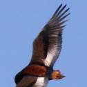 Bataleur eagle