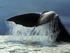 Nueva Temporada De Ballenas 2010
