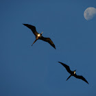 Magnificent Frigatebird