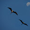 Magnificent Frigatebird