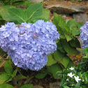 Hydrangea