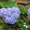 Hydrangea