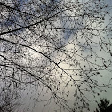 Alder