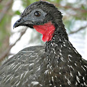 Crested Guan
