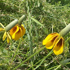 Mexican Hat / Prairie Coneflowers
